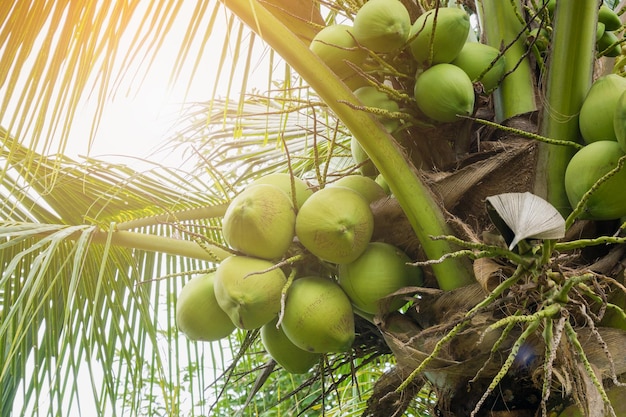 Свежий кокосовый орех на кокосовой пальме