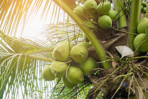 Fresh Coconut cluster on coconut tree