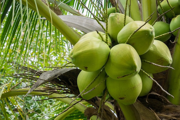 Fresh Coconut cluster on coconut tree