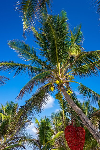 Fresh coconuts growing on palm tree with hanging heart shape artwork decor on tree trunk against blue cloudy sky