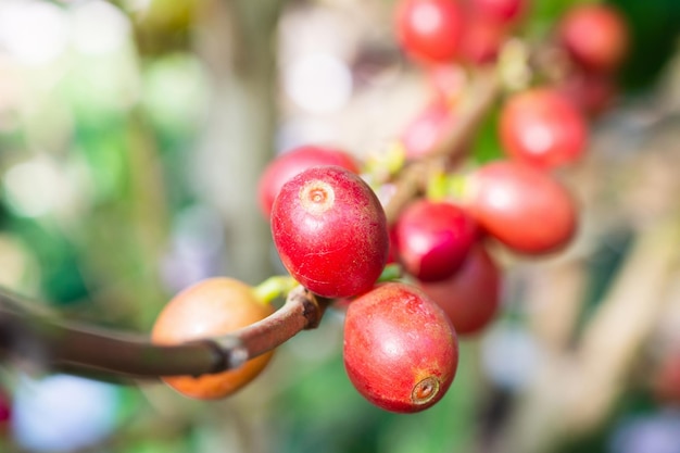 コーヒーの木の枝に新鮮なコーヒー豆