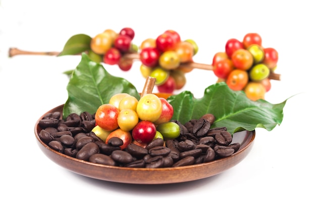 fresh coffee beans on dry coffee beans in wood dish.