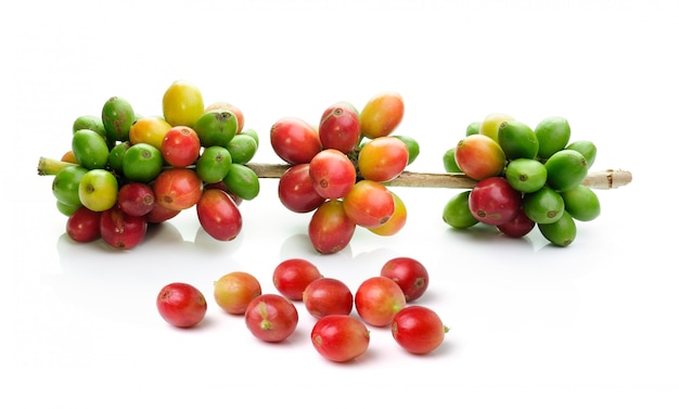 Fresh coffee beans isolated on white background