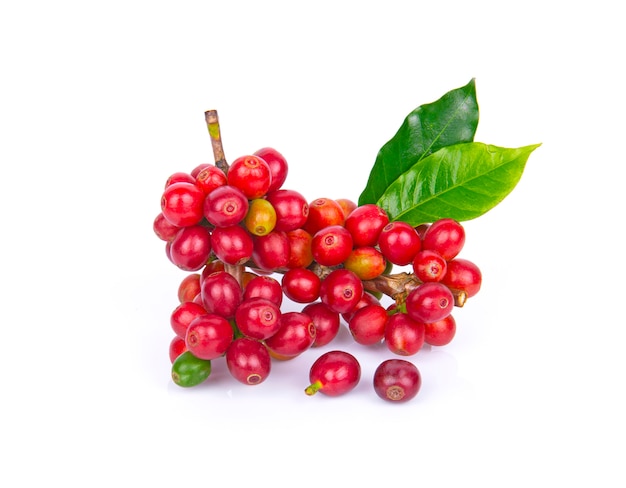 Fresh coffee beans isolated on white wall