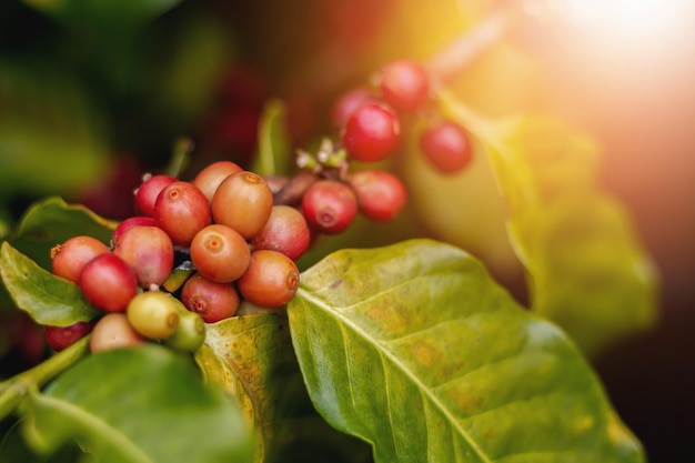 Fresh coffee beans on the mountain, fresh coffee beans of the hill tribe people in the highlands of Thailand