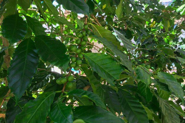 Fresh coffee beans on the tree