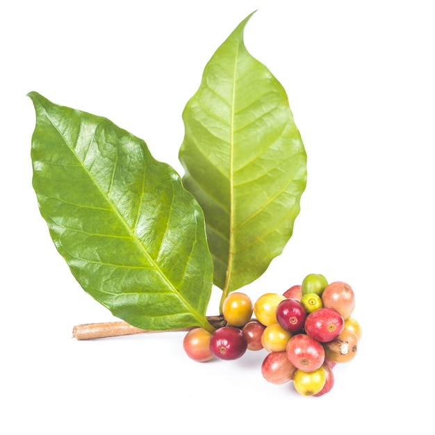 fresh coffee beans  on white background ,concept food and drink.