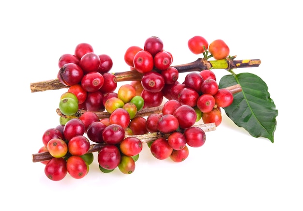 Fresh coffee beans on white background