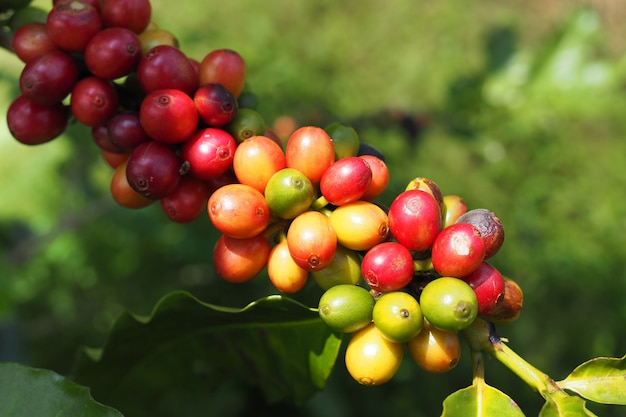 Fresh Coffee beans with gree leaves on tree in garden