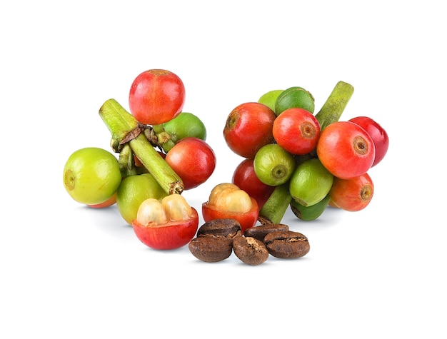 Fresh coffee beans with leaf on white