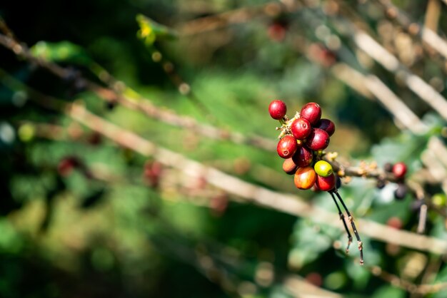 fresh coffee beans