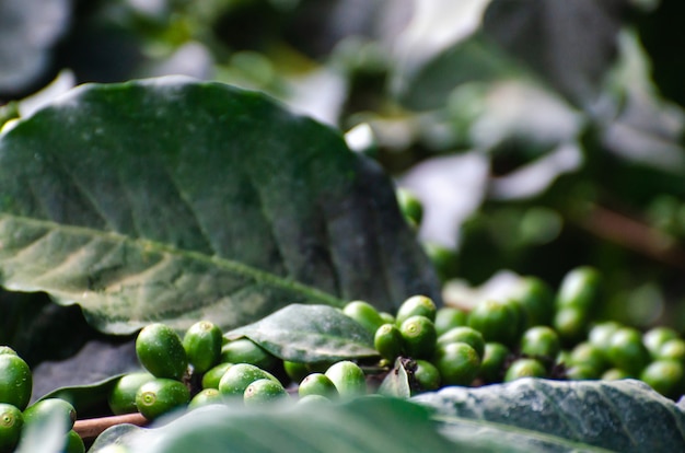 Fresh coffee cherry on coffee tree 