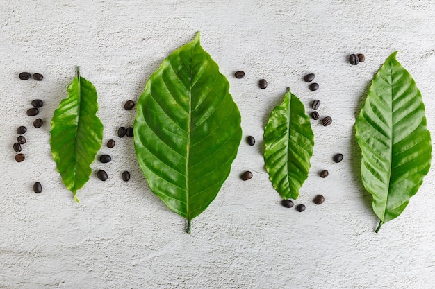 Fresh coffee leaf on a white background