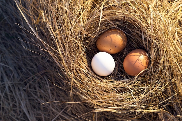 Fresh colorful eggs in the nest with top view Spring close up with copy space Easter decorated eggs