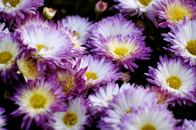 fresh and colorful flower in garden