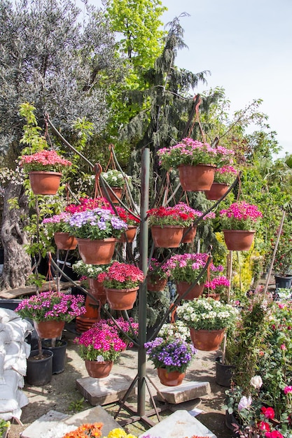 Fresh colorful Flowers put in vases