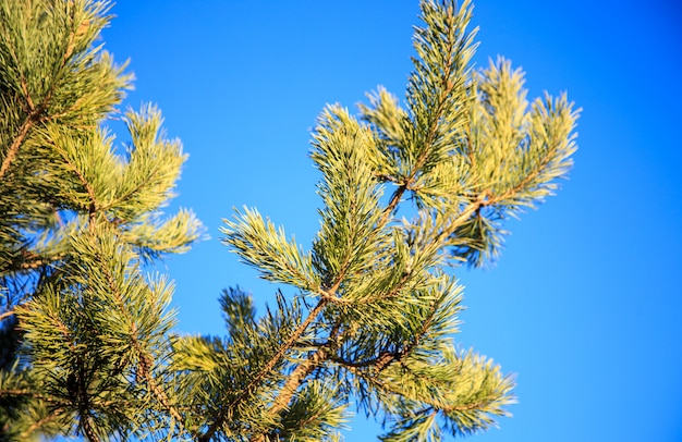 Fresh colorful green leaves on pine tree