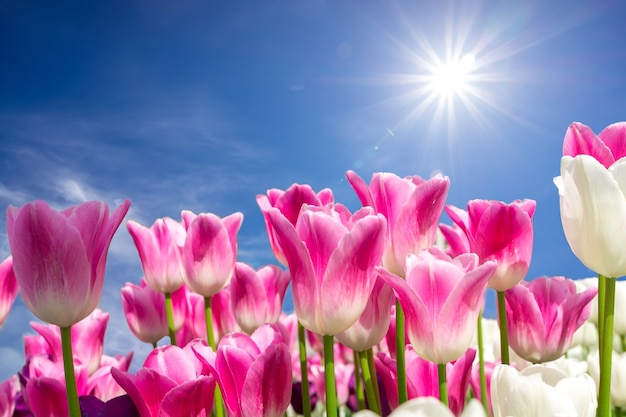 Fresh colorful tulip with bokeh background.