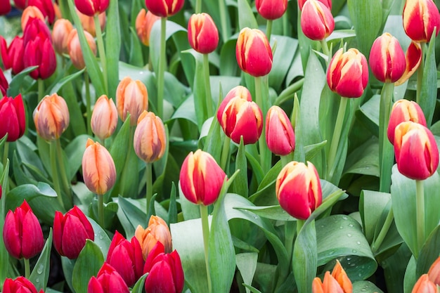 Fresh colorful tulip