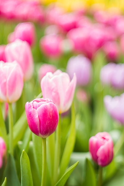 Fresh colorful tulip