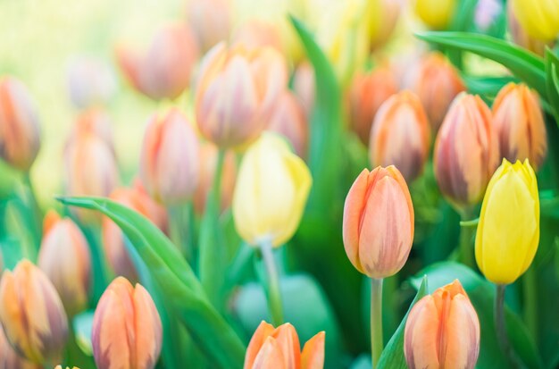 Fresh colorful tulip