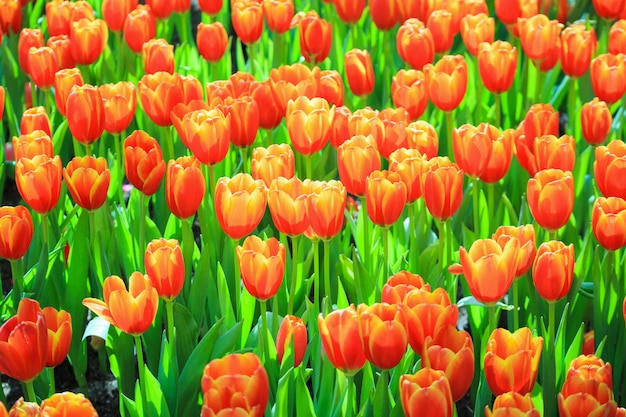 Fresh colorful tulips flower bloom in the garden