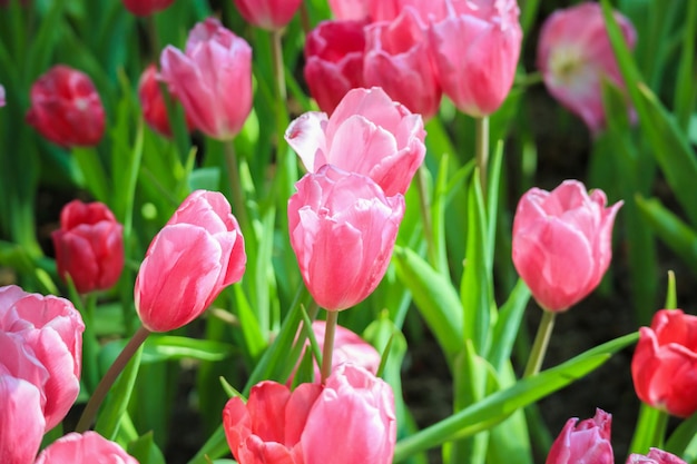 庭に咲く新鮮な色とりどりのチューリップの花