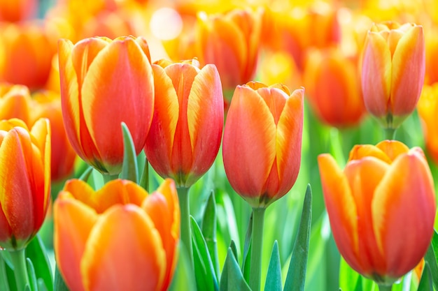 Fresh colorful tulips flower bloom in the garden