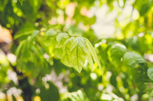 Fresh condition and blur green leaves on green background