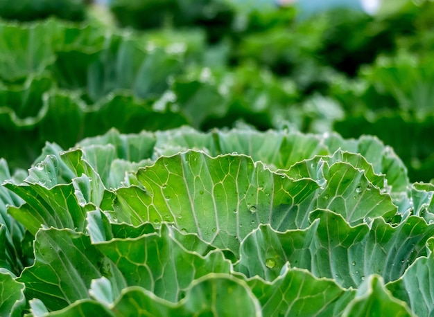 Fresh condition in cabbage garden in the morning green organic vegetable background