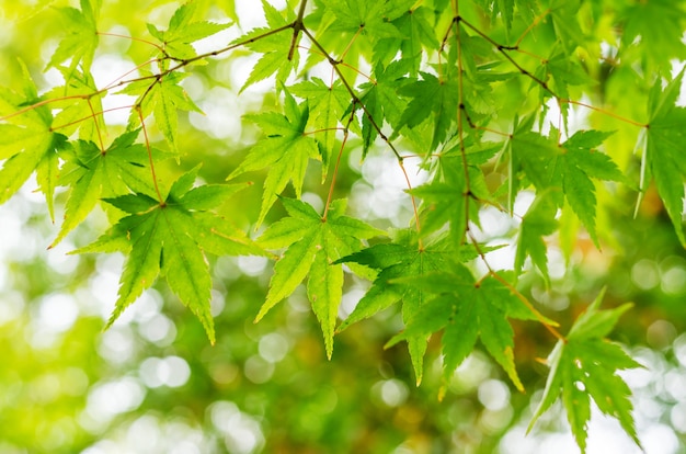 Fresh condition of the green maple leaves in the garden