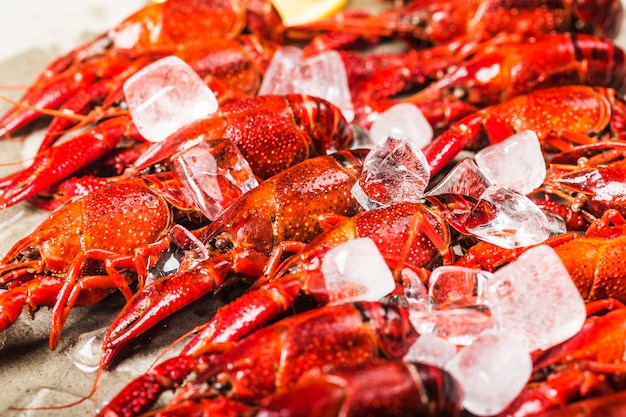 Fresh cooked crayfish in ice cubes