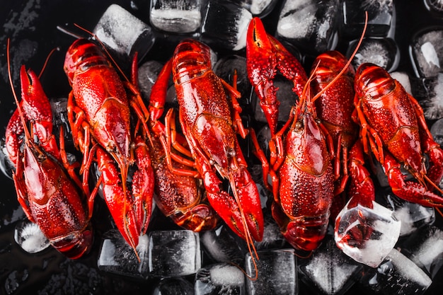 Fresh cooked crayfish in ice cubes