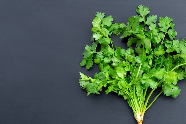 Fresh coriander on dark background.