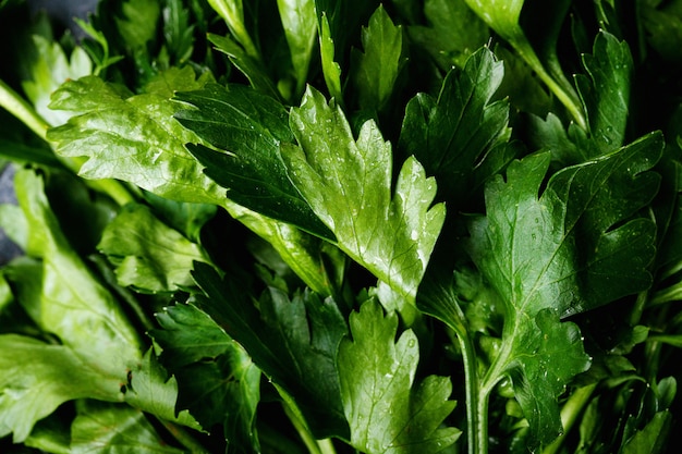 fresh coriander on a dark texture