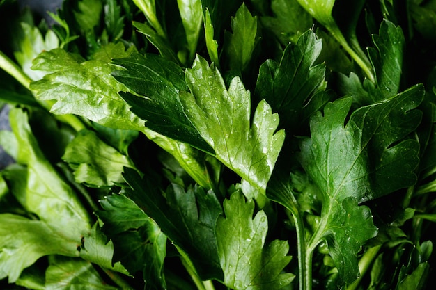 Fresh coriander on a dark texture