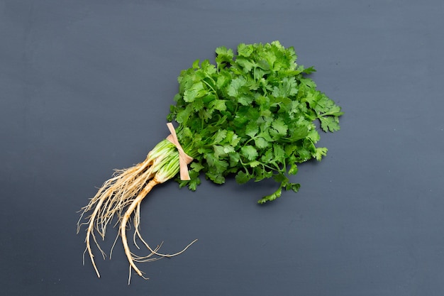 Fresh coriander isolated