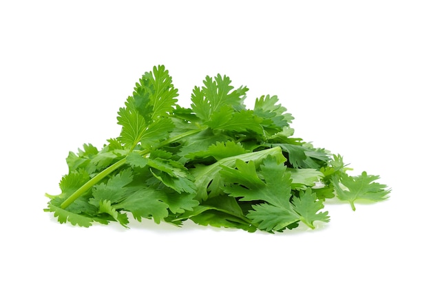 Fresh coriander leaf isolated