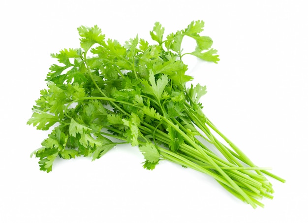 Fresh coriander leaves isolated on white