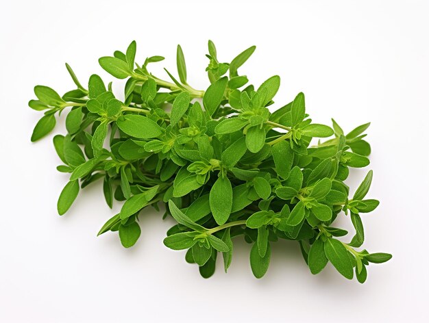 Photo fresh coriander leaves plant on white background