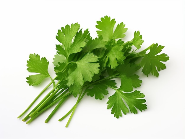 Fresh Coriander Leaves on White Background