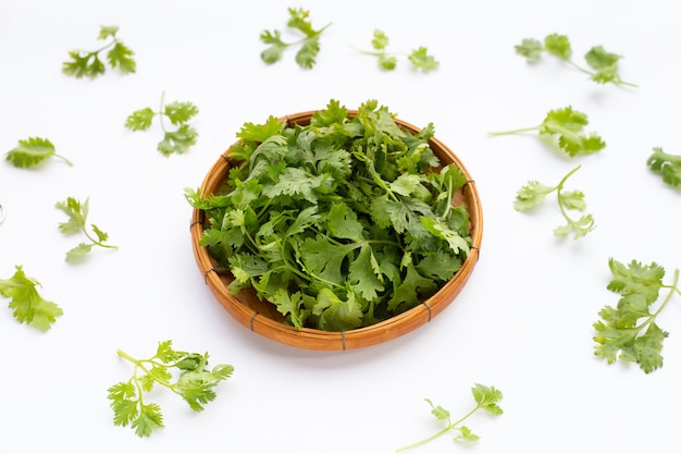 Fresh coriander leaves on white background.