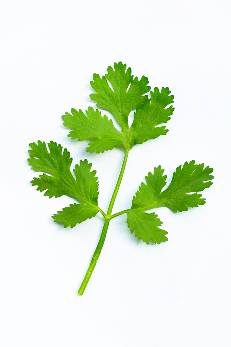 Photo fresh coriander leaves on white background.