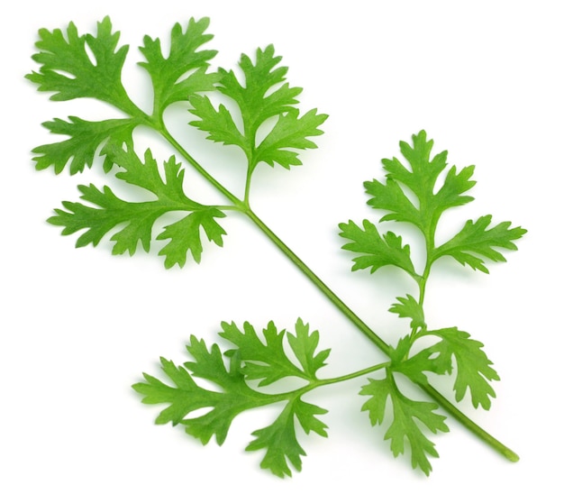 Fresh coriander leaves over white background