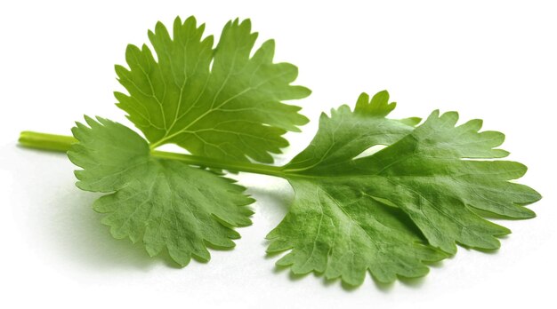 Fresh coriander leaves over white background