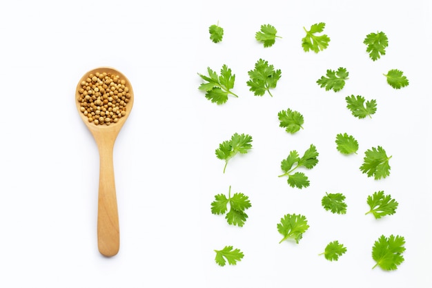 Fresh coriander leaves with seeds on white