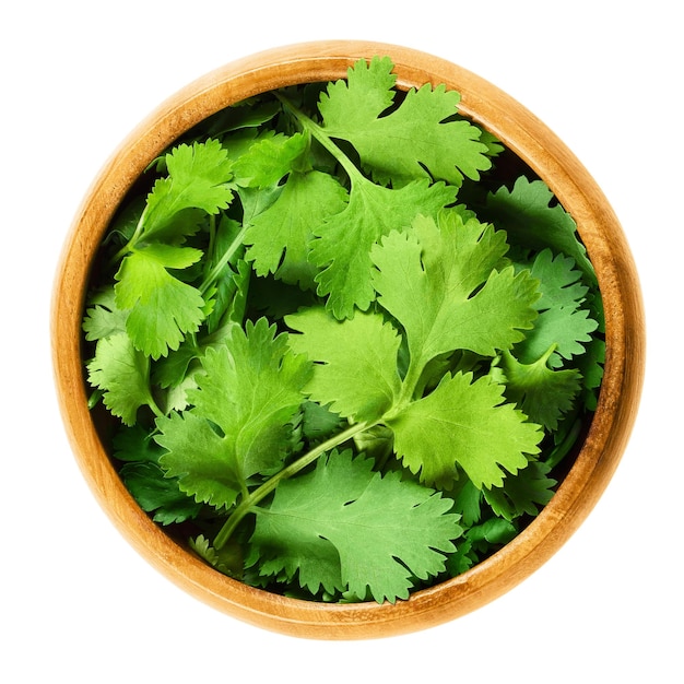 fresh coriander leaves in wooden bowl