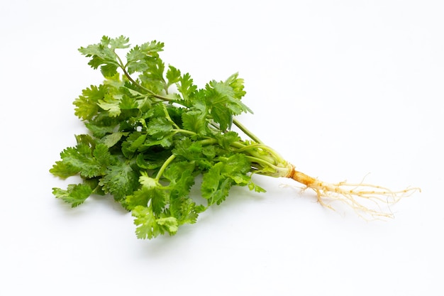 Fresh coriander on white background.