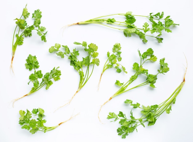 Fresh coriander on white background. 