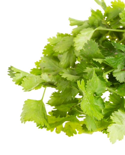 Fresh coriander